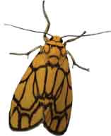 Tiger-moth-Lyclene-sp