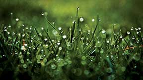 Green Nature Grass Water Drops