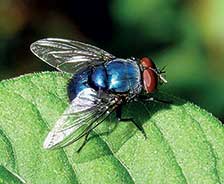 Blue-bottle-fly