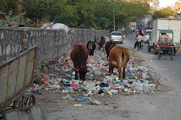cows-eating-trash