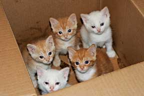 kittens-in-a-box